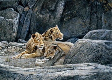lions at rock Oil Paintings